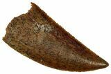 Serrated Raptor Tooth - Real Dinosaur Tooth #353369-1